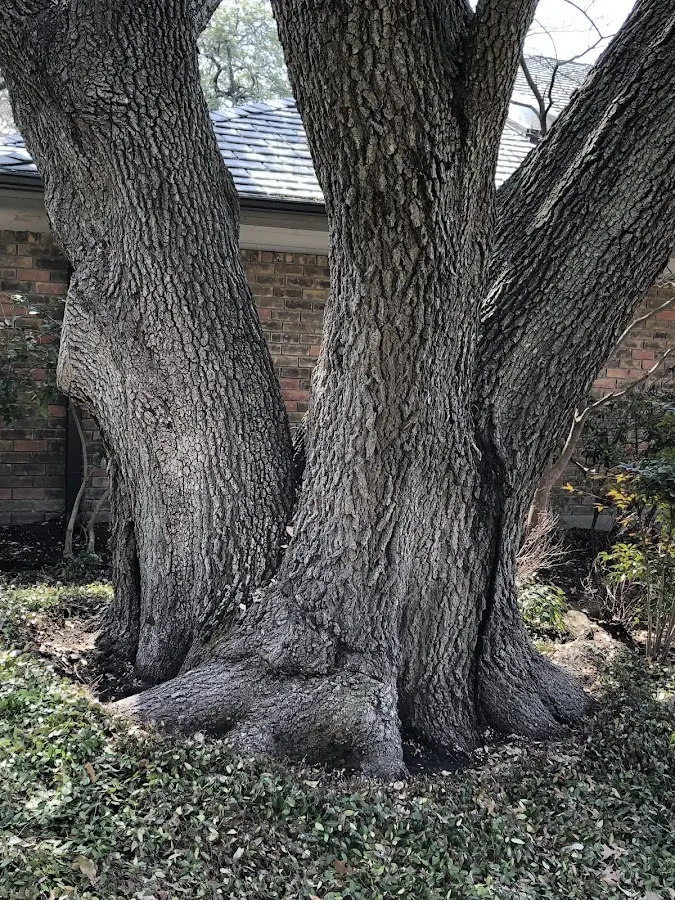 Mature heritage tree close to a Mahanoy City property cared for by certified arborists